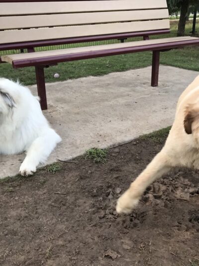 Cross Creek Ranch Canine Commons - Fulshear, TX