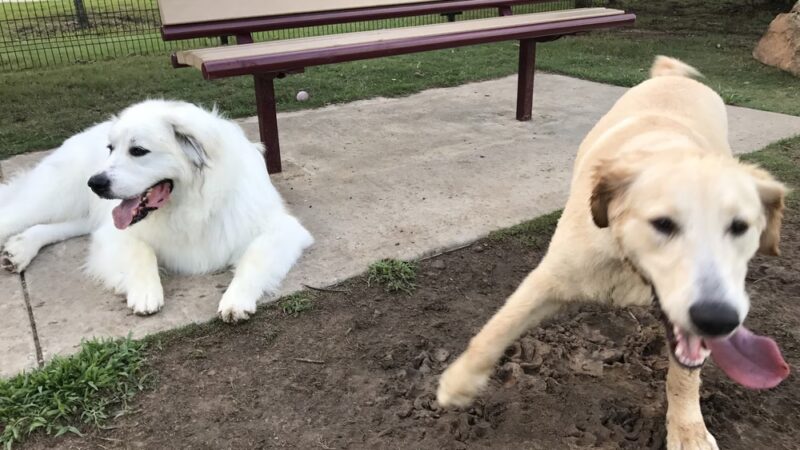 Cross Creek Ranch Canine Commons - Fulshear, TX