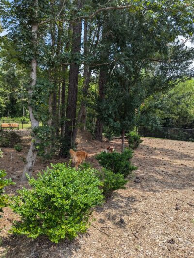 Bethpage dog park - Fuquay-Varina, NC