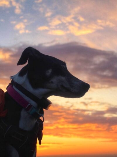 Fur & Ferns Canine Club - ,