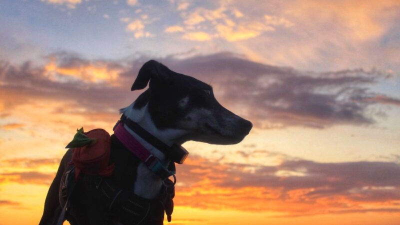 Fur & Ferns Canine Club - ,