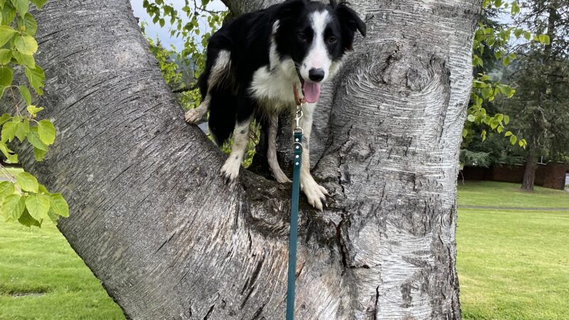 Fur & Ferns Canine Club - ,