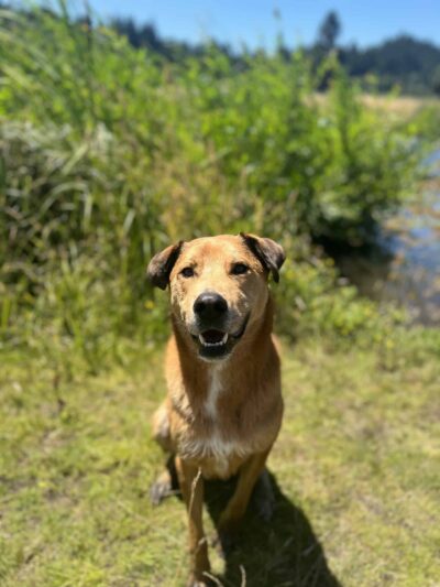 Fur & Ferns Canine Club - ,
