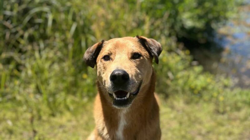 Fur & Ferns Canine Club - ,