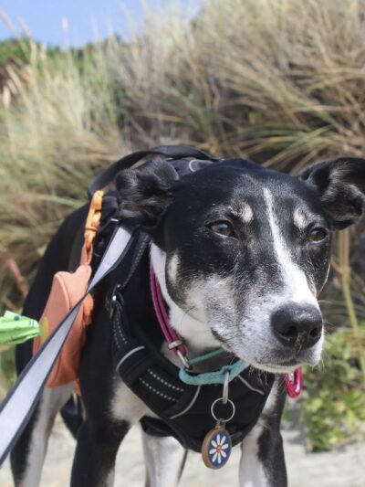 Fur & Ferns Canine Club - ,