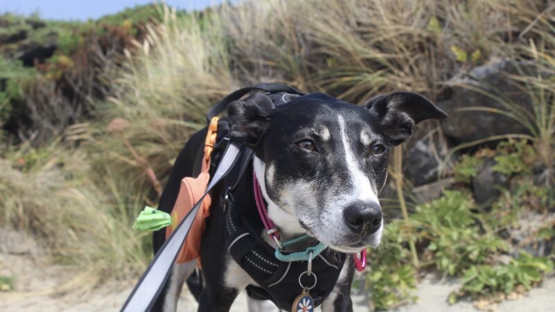 Fur & Ferns Canine Club - ,