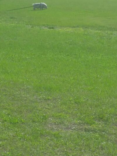 Forest Park - Gainesville, FL