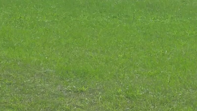 Forest Park - Gainesville, FL