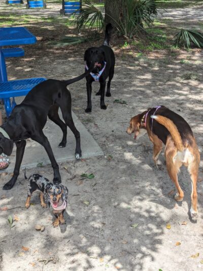 Forest Park - Gainesville, FL