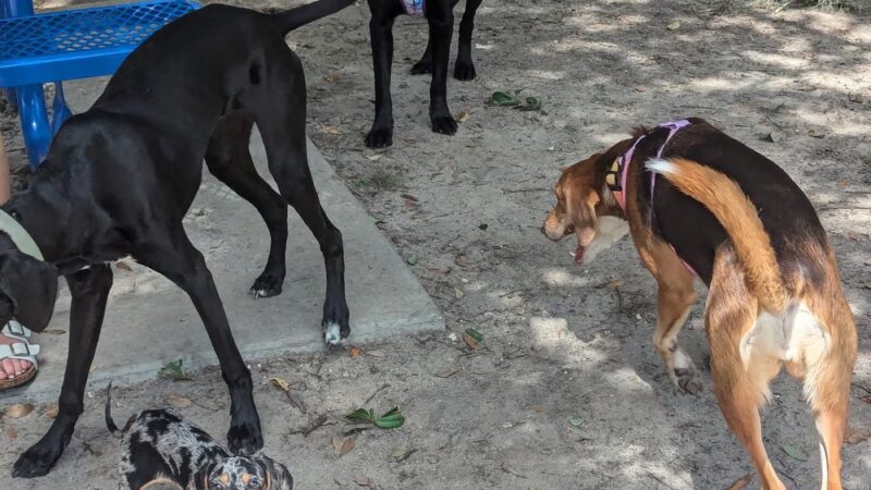 Forest Park - Gainesville, FL