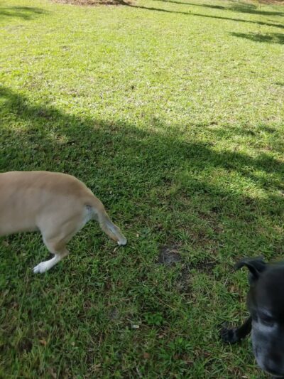 Greentree Park - Gainesville, FL