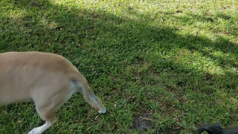 Greentree Park - Gainesville, FL