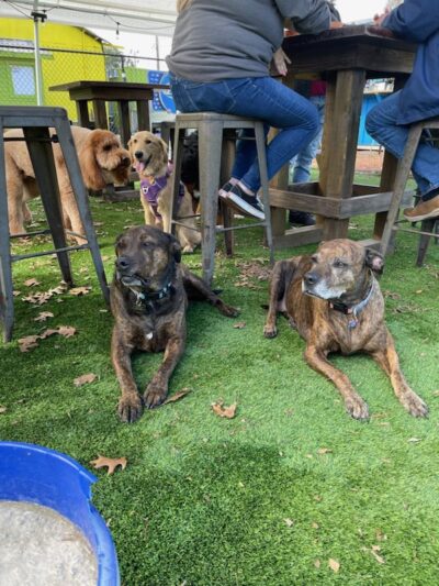 Lebowski's Pup Pub - Gainesville, FL