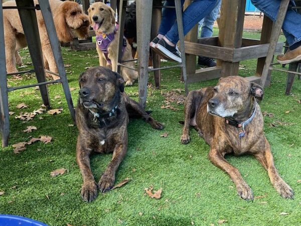 Lebowski's Pup Pub - Gainesville, FL