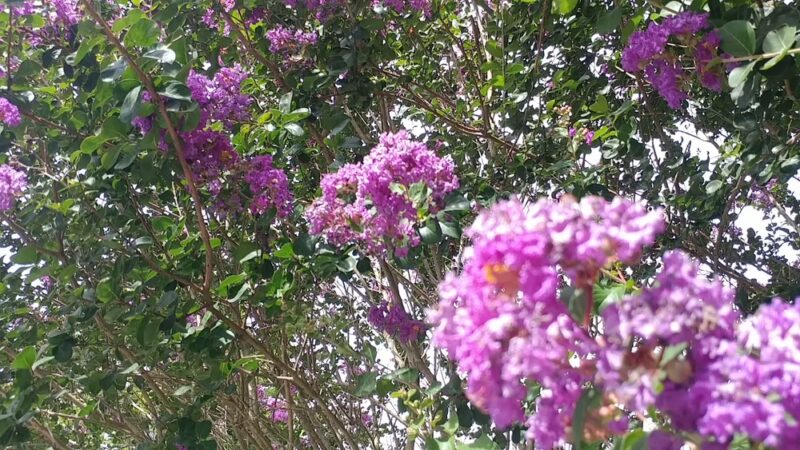 Magnolia Parke - Gainesville, FL