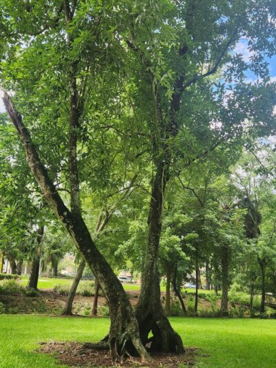 Oakview Park - Gainesville, FL