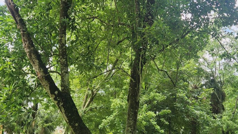 Oakview Park - Gainesville, FL