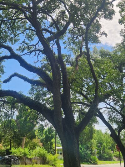 Oakview Park - Gainesville, FL