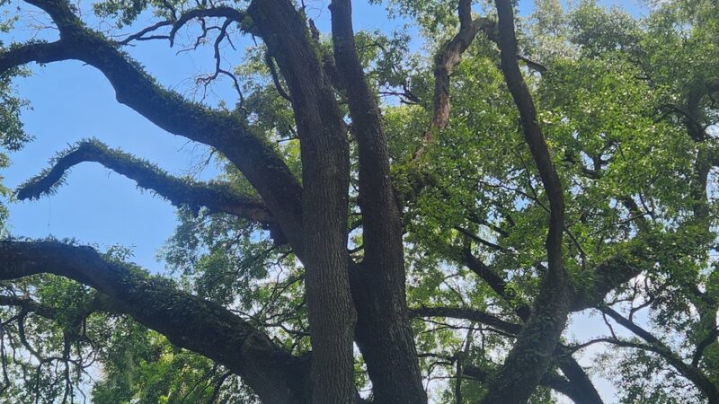 Oakview Park - Gainesville, FL