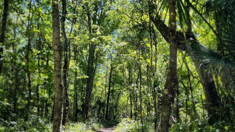 Sweetwater Preserve - Gainesville, FL