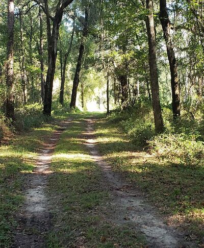Turkey Creek Preserve - Gainesville, FL
