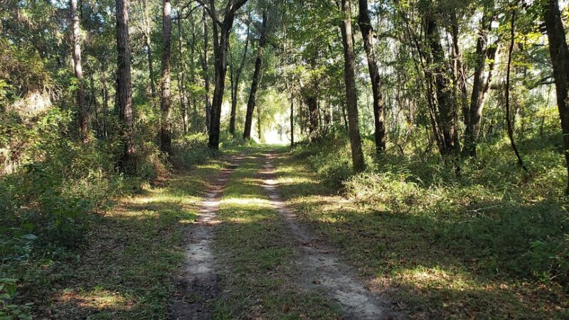Turkey Creek Preserve - Gainesville, FL