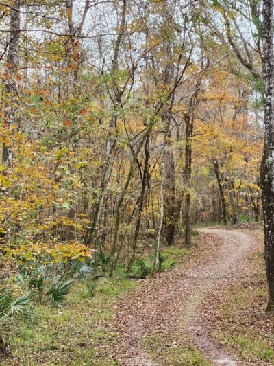 Turkey Creek Preserve - Gainesville, FL