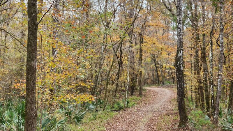 Turkey Creek Preserve - Gainesville, FL