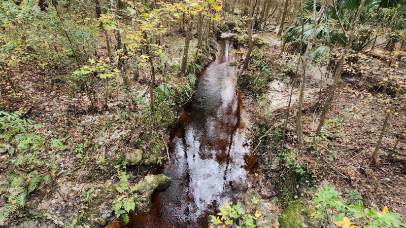 Turkey Creek Preserve - Gainesville, FL