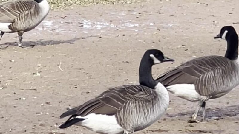 Johnson’s Local Park - Gaithersburg, MD