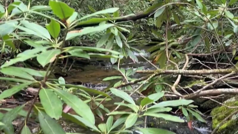 SR 612 Trailhead - Galax, VA