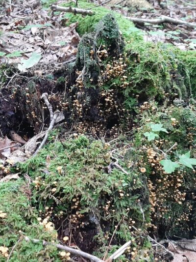 SR 612 Trailhead - Galax, VA