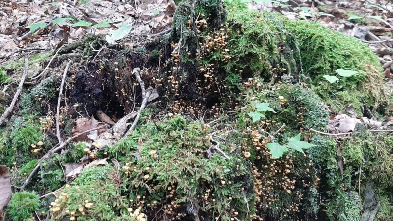 SR 612 Trailhead - Galax, VA