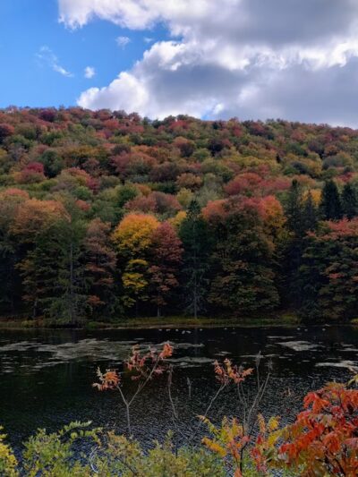 Lyman Run State Park - Galeton, PA