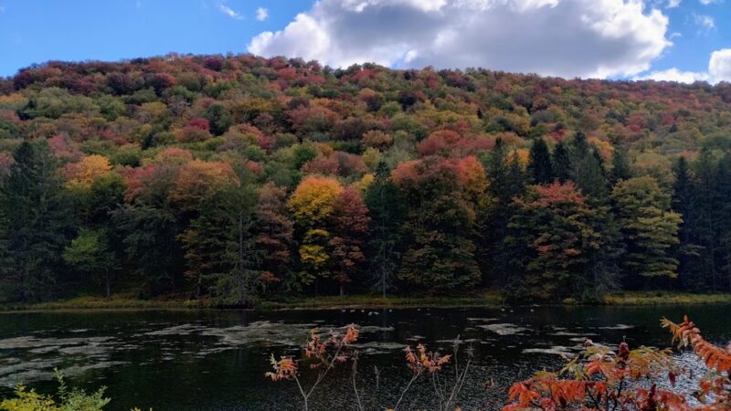 Lyman Run State Park - Galeton, PA