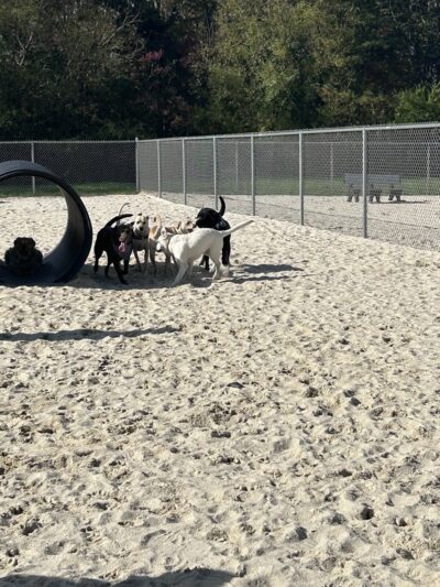 Galloway Dog Park - Galloway, NJ