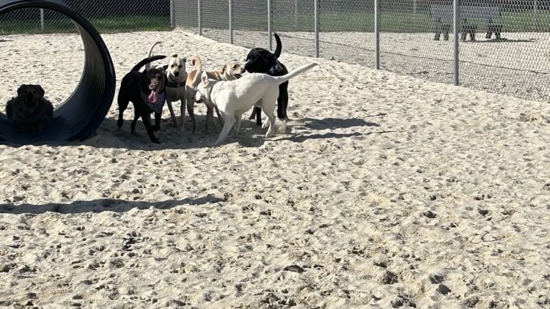 Galloway Dog Park - Galloway, NJ