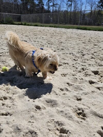 Galloway Dog Park - Galloway, NJ