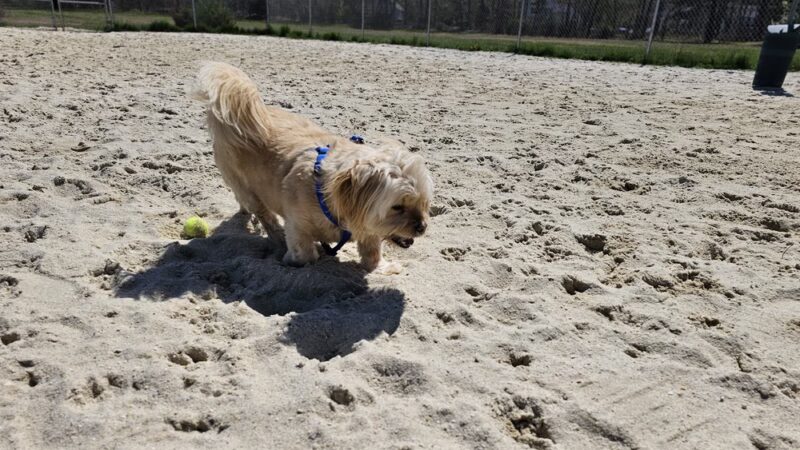 Galloway Dog Park - Galloway, NJ