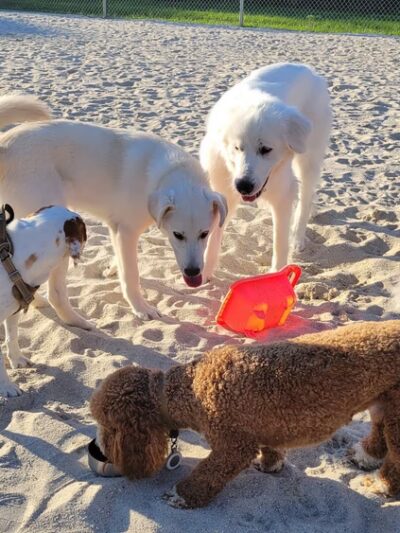 Galloway Dog Park - Galloway, NJ