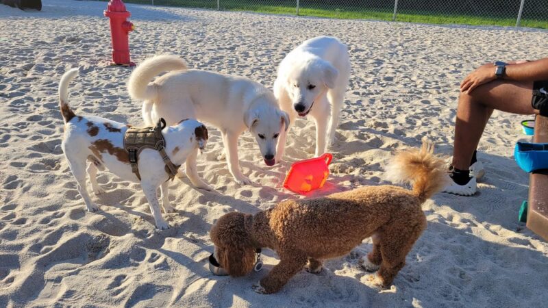 Galloway Dog Park - Galloway, NJ