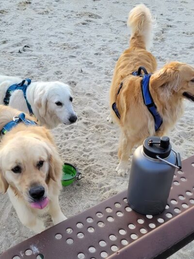 Galloway Dog Park - Galloway, NJ