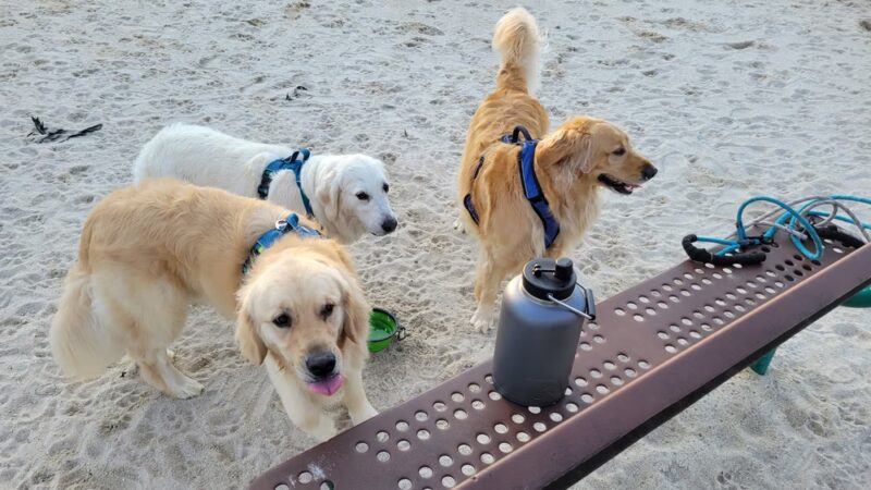 Galloway Dog Park - Galloway, NJ