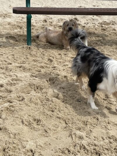 Galloway Dog Park - Galloway, NJ