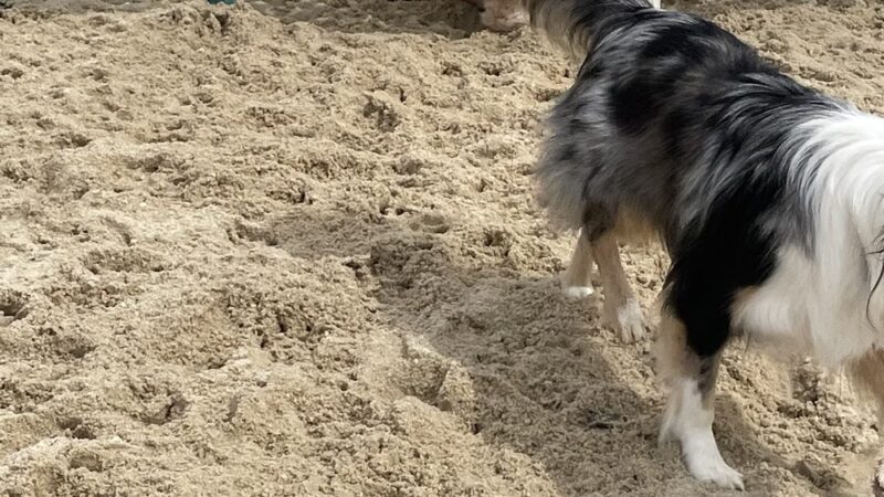 Galloway Dog Park - Galloway, NJ