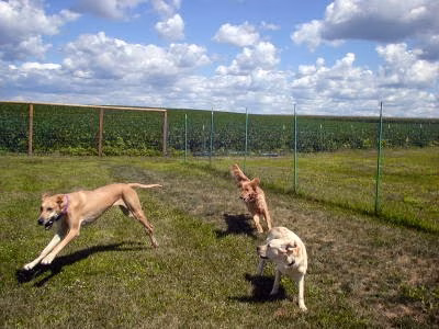 Lucky Dog Lodge - Galva, IL