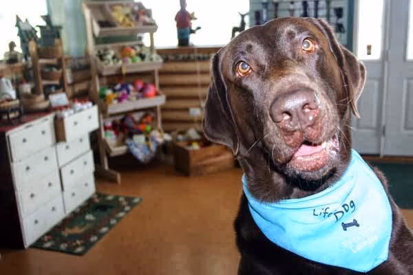 Lucky Dog Lodge - Galva, IL