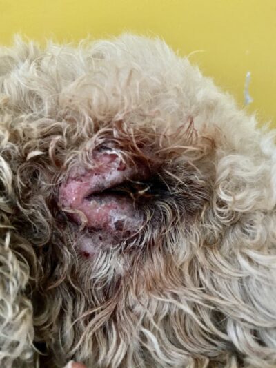 Lucky Dog Lodge - Galva, IL