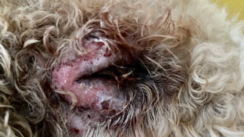 Lucky Dog Lodge - Galva, IL