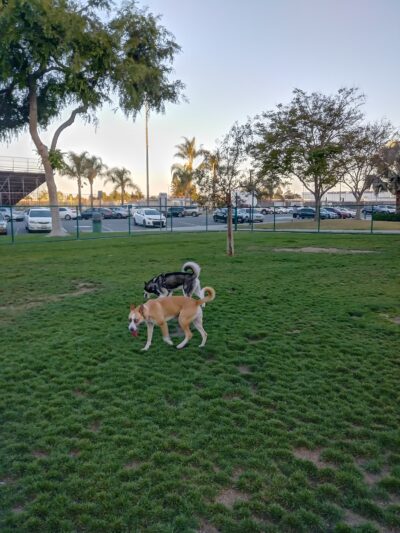 Dog Park | Garden Grove - Garden Grove, CA